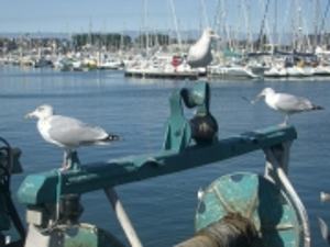 Le port de Saint-Vaast La Hougue... Cliquez sur cette photo pour accéder au site de l'office de tourisme de Saint-Vaast et Réville. Photo du port de Saint-Vaast La Hougue