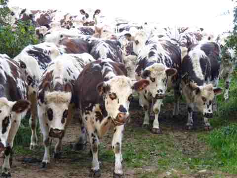 Photo de vaches normandes